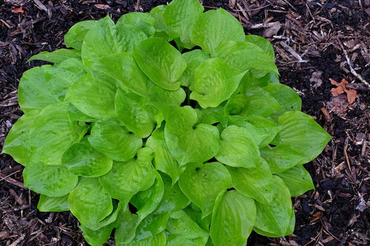 Hosta Plants Are the Perfect Choice for Landscaping Around Decking and Porches