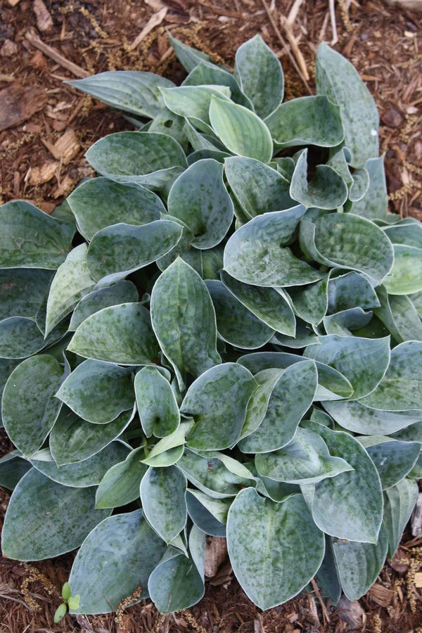 Choose Quality Hostas for Your Shade Garden