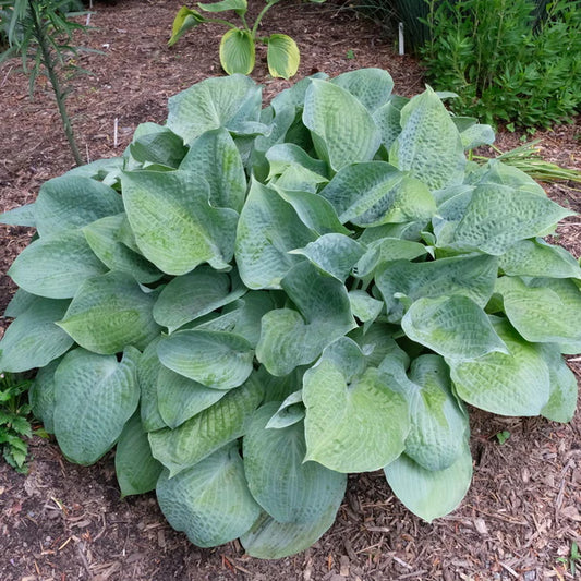 Why Gardeners Prefer Perennial Plants