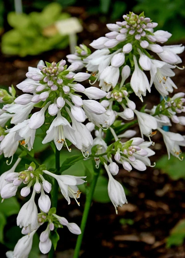 Hosta - The Most Popular Shade Garden Perennial