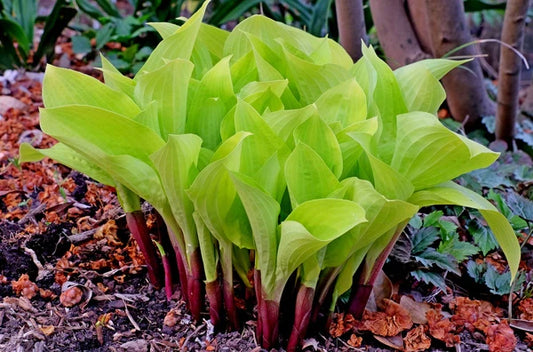 Adding Native Perennial Plants To Your Garden
