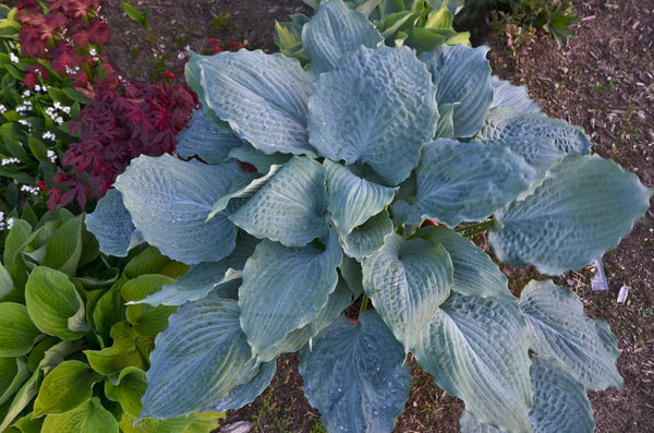 Sun Hostas