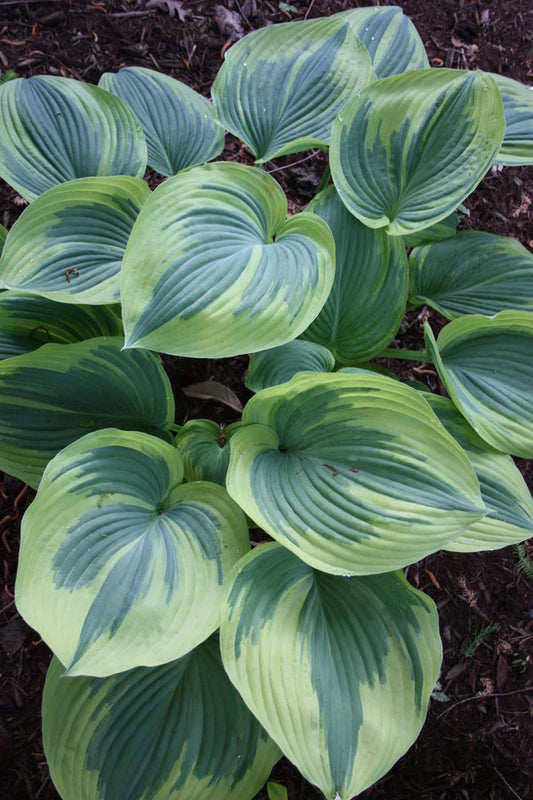 Plant a Wide Selection of Perennials