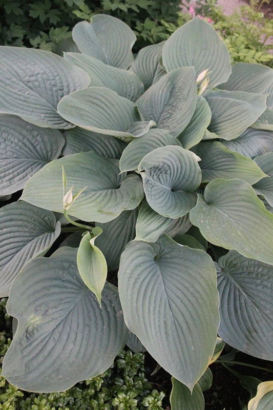Choose High Quality Perennials for Your Garden