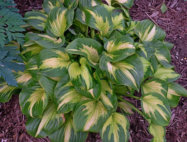 A Wide Selection of Hostas