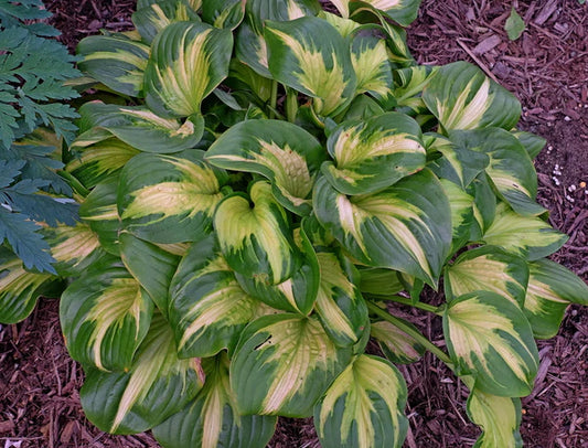 A Wide Selection of Hostas