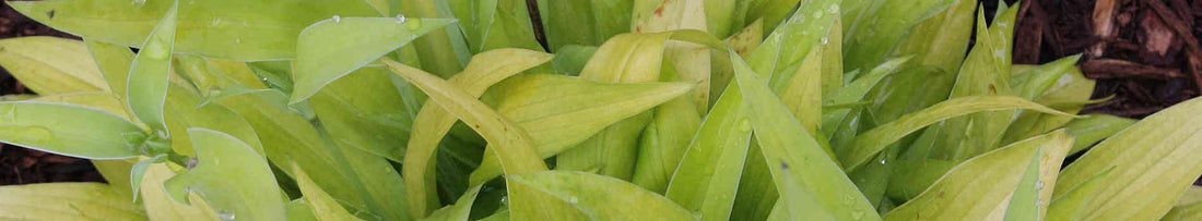 Uncommon, Unusual, and Unique Hostas