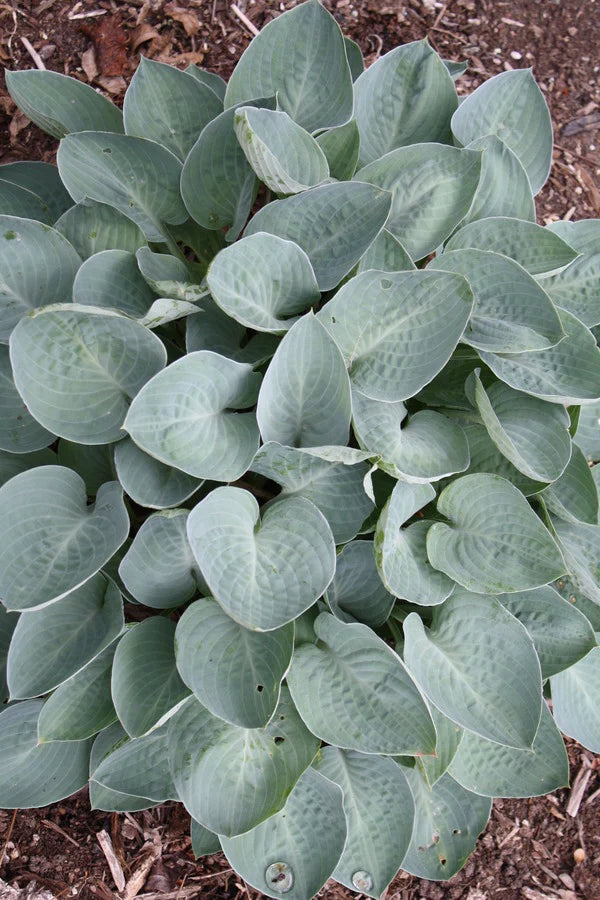 Gardening Care Tips for Hostas