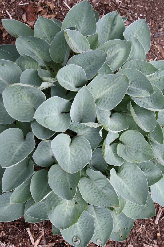 Gardening Care Tips for Hostas
