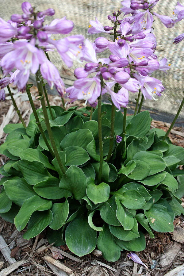 Various Species of Hosta Plants for Outdoor Gardening