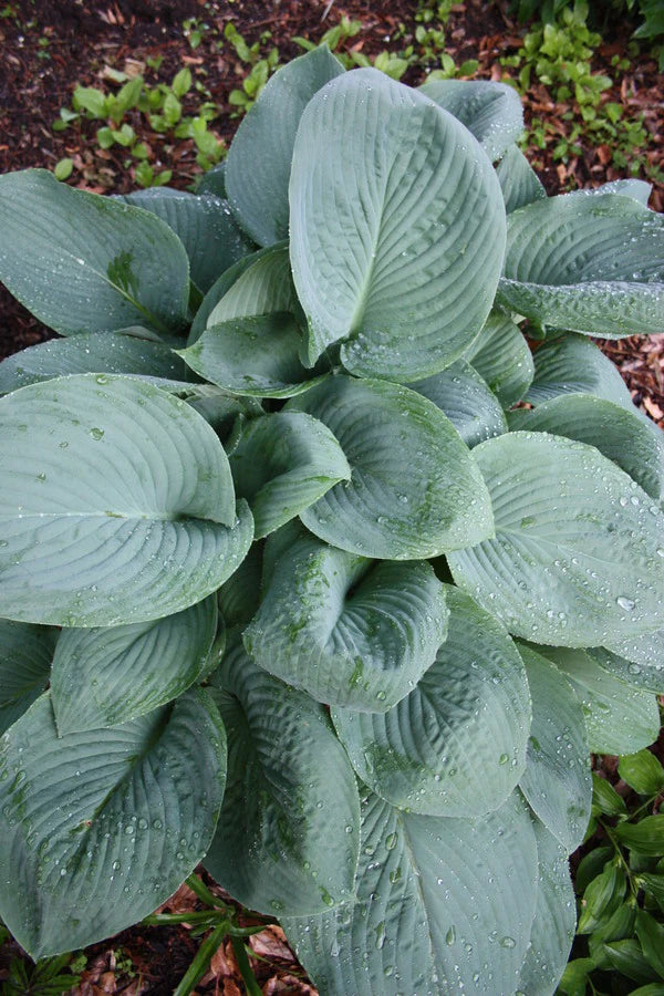 Beautiful North American Native Perennials for Your Garden