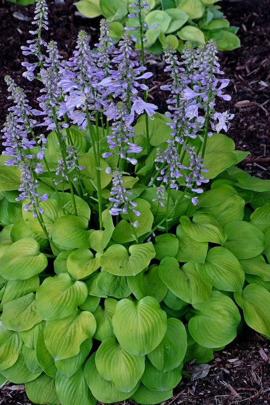 Create a Woodland Garden with Flowers for Shade Plants like Hostas