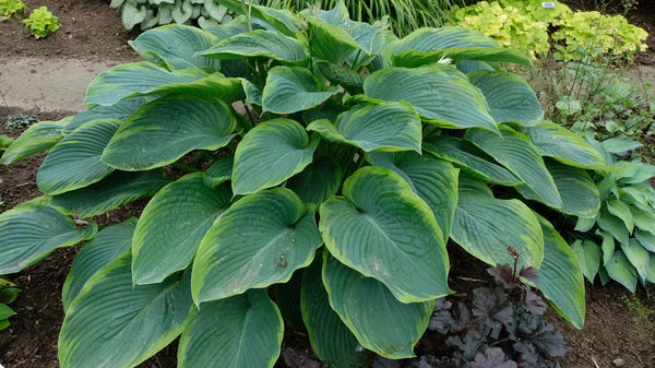 Full Shade Flowers and other Shade Garden Plants for the Woodland Garden