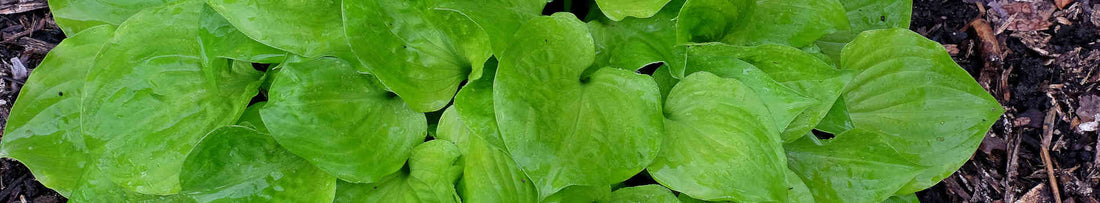 How to Choose a Hosta