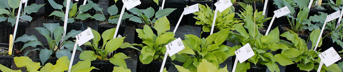 Hosta, Hosta, Hosta