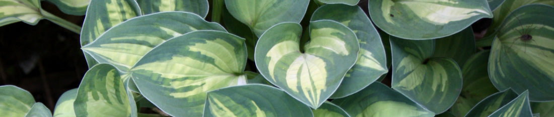 Hostas for Warm Climates