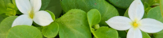 Organic gardening