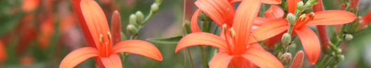 Hummingbirds in the Garden