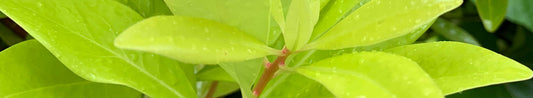 Gardening Unplugged - Evergreen Perennials