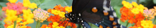 The Top 25 Butterfly Plants
