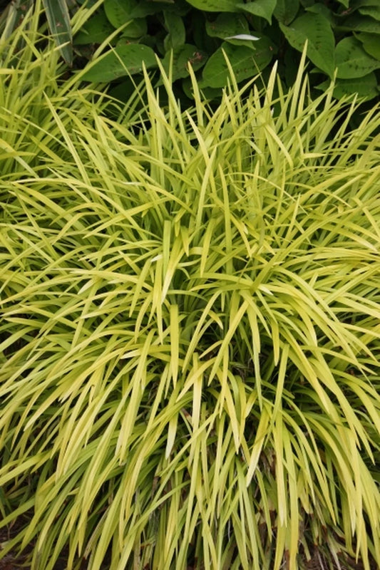 Liriope muscari