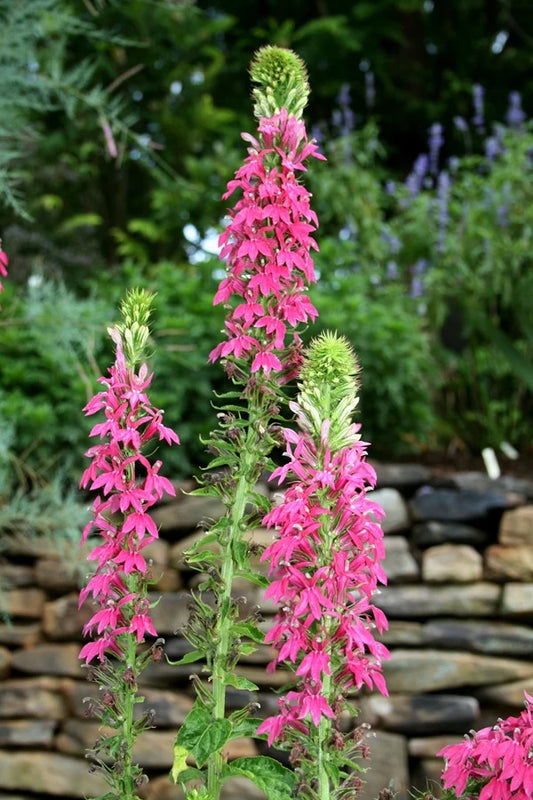 Buying the Best perennials Online