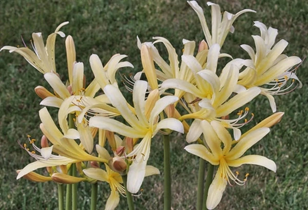 Exotic Perennial Plants