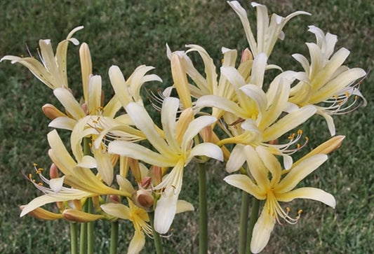 Exotic Perennial Plants