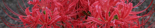 All You Need To Know About Lycoris
