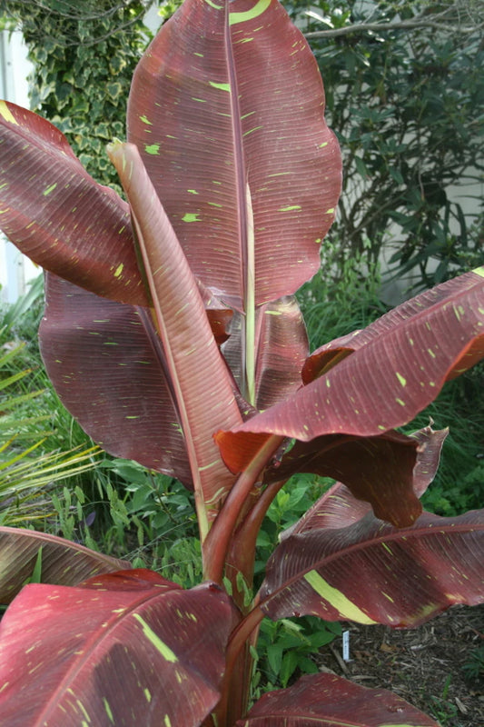 Add Interest To Your Garden with a Banana Tree