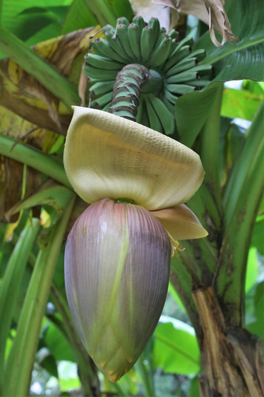 Choose a Banana Tree for Your Home Garden, No Matter Where You Live