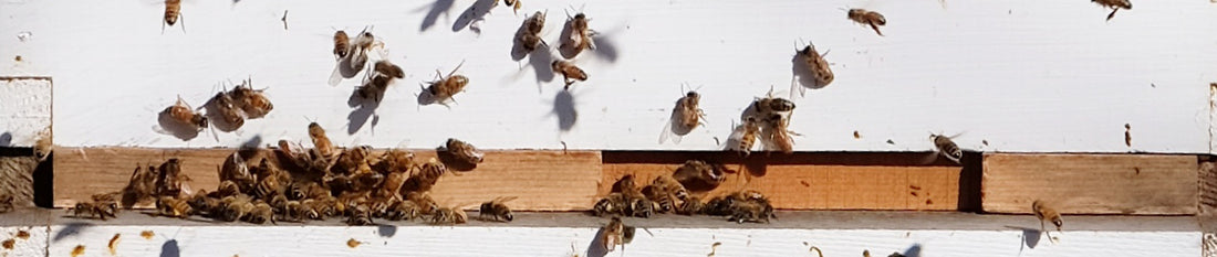 Neonicotinoid Insecticides and Concerns about Pollinators