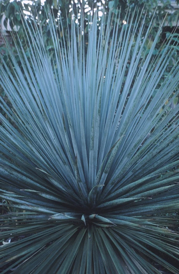 Bear Grass
