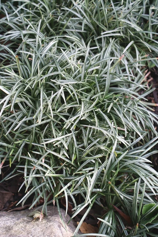 Black Mondo Grass