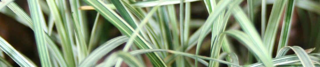 How To Propagate Ophiopogon - Mondo Grass