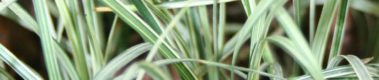 How To Propagate Ophiopogon - Mondo Grass