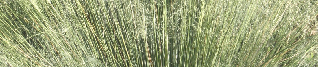 Gardening Unplugged - Ornamental Grasses