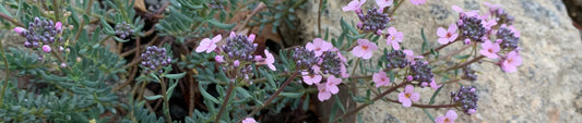When Should I Plant My Plants?