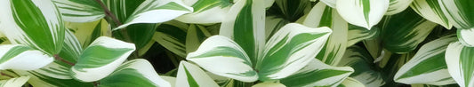 Polygonatum - Solomon's Seal