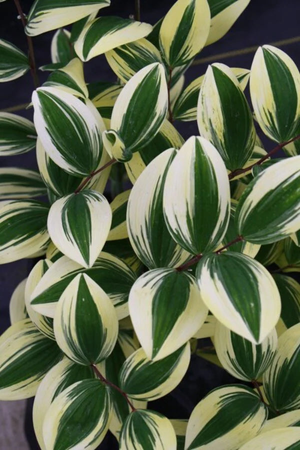 The Best Perennial Perennials