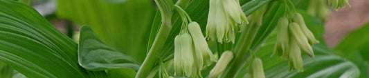 Gardening Unplugged - Solomon's Seal in the Garden