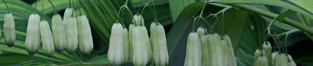 How To Divide Solomon's Seal - Polygonatum