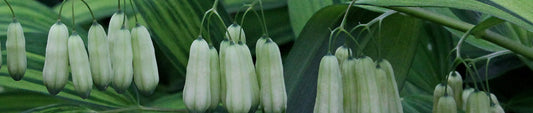 How To Divide Solomon's Seal - Polygonatum