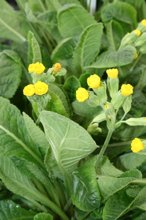 Primula 'Prinic' - a cautionary plant trademark tale.