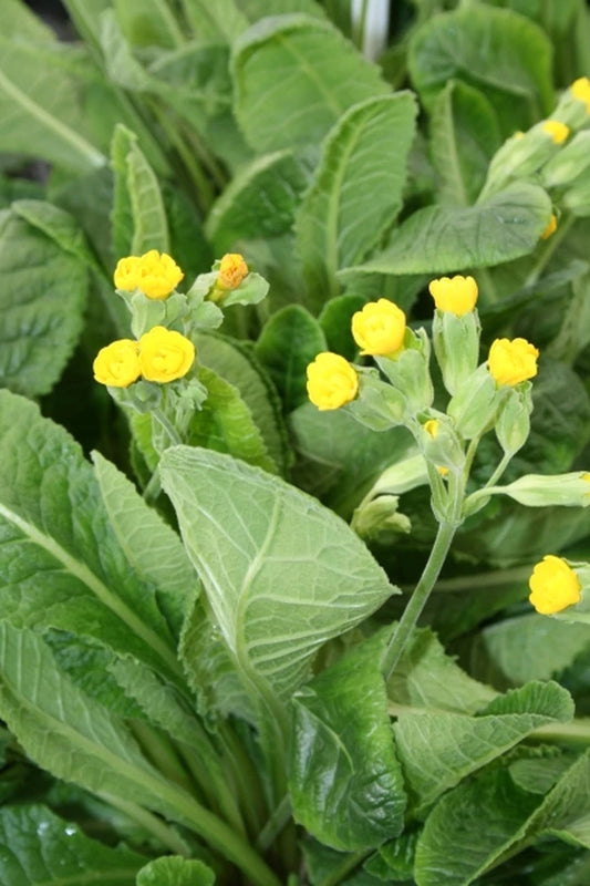 Primula 'Prinic' - a cautionary plant trademark tale.