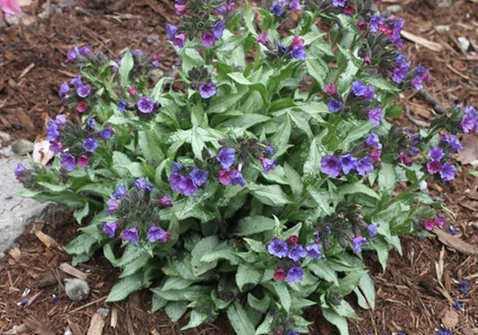Pulmonaria Lungwort for the Perennial Shade Garden