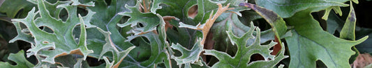 Plant Profile: Tongue and Ribbon Ferns