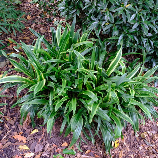 Designing with Evergreen Perennials and other Green Leaf Plants