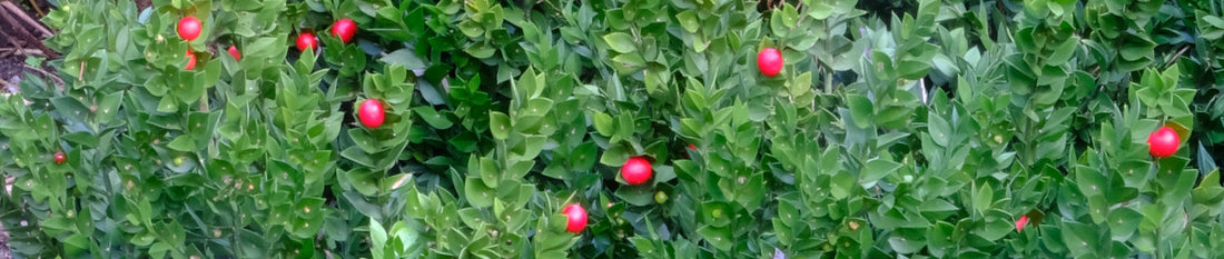 Gardening Unplugged - Gardening with Evergreen Perennials
