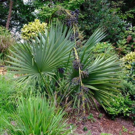 Unusual Perennials and Other Plants from Mail order nurseries